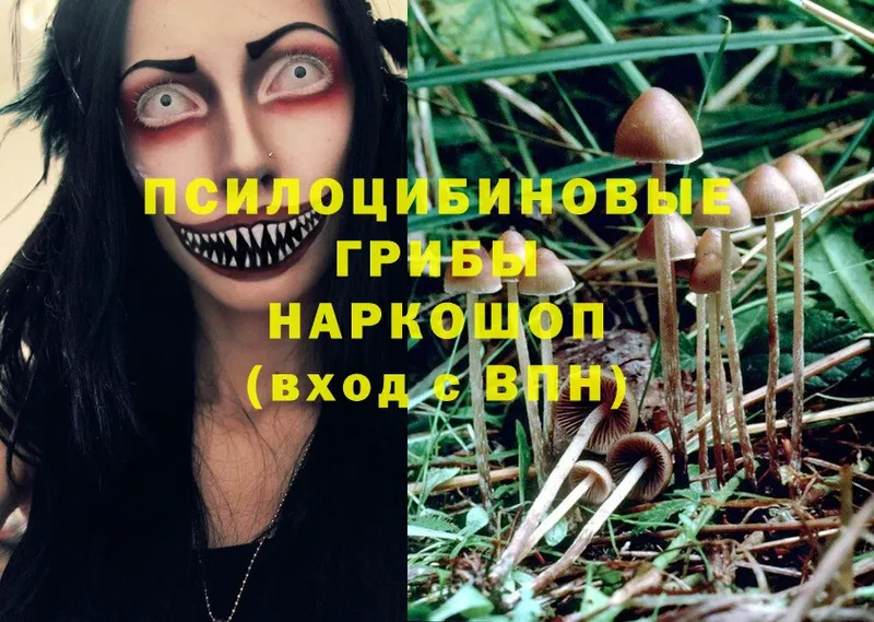 Псилоцибиновые грибы Psilocybine cubensis  это как зайти  Кунгур 